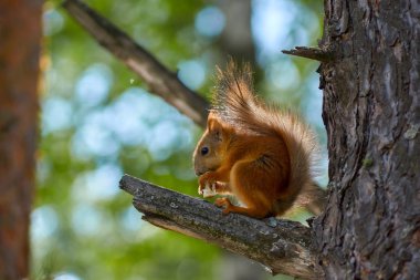 vahşi ağaçta sincap