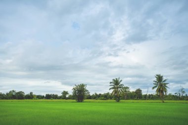 Yeşil pirinç alan en az bulutlu bir günde Sukhothai Eyaleti, Tayland ağacında ile