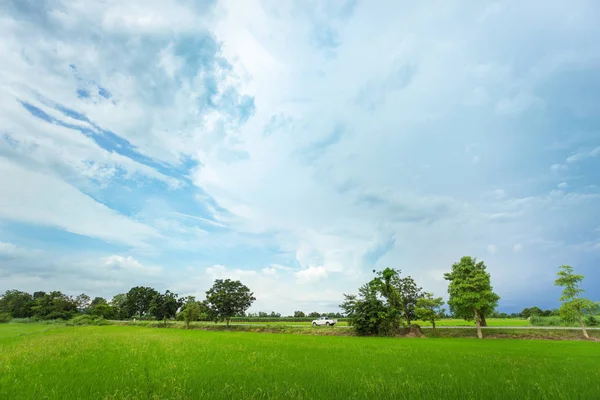 Green Rice Field Cloudy Day Sukhothai Province Thailand — Stock Photo, Image