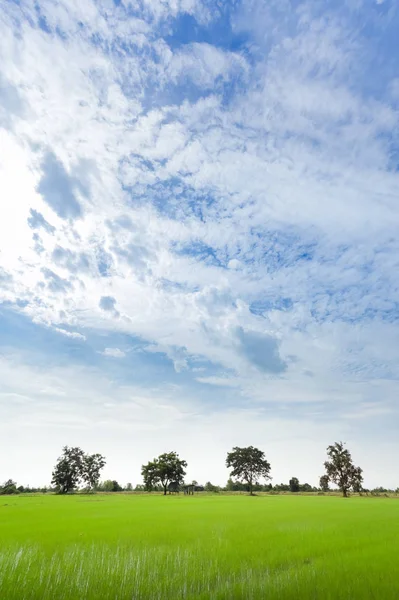 Groene Rijst Veld Met Minimale Boom Een Bewolkte Dag Provincie — Stockfoto