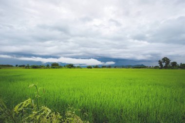 Yeşil pirinç alan bulutlu bir günde Sukhothai Eyaleti, Tayland