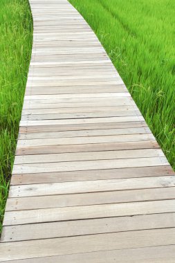 Yeşil pirinç alan ile ahşap tahta Kanchanaburi, Tayland.