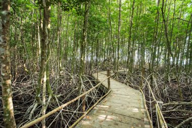 Çevre koruma mangrov orman Trad ili, Tayland.