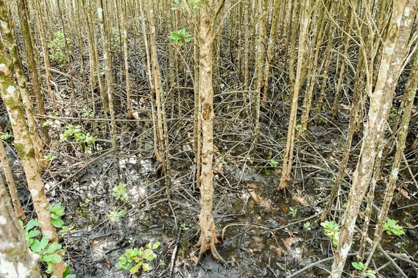Environment conservation Mangrove forest in Trad province, Thailand.
