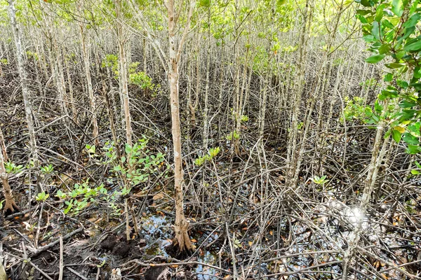 Environment conservation Mangrove forest in Trad province, Thailand.