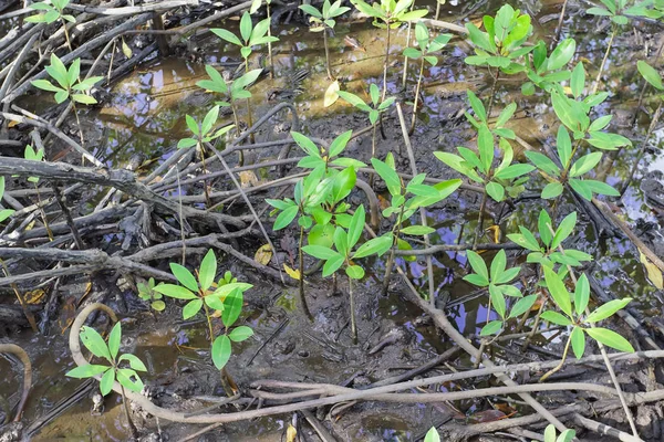 Environment conservation Mangrove forest in Trad province, Thailand.