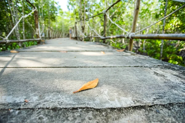 Folha Caída Passarela Floresta Mangue Província Trad Tailândia — Fotografia de Stock