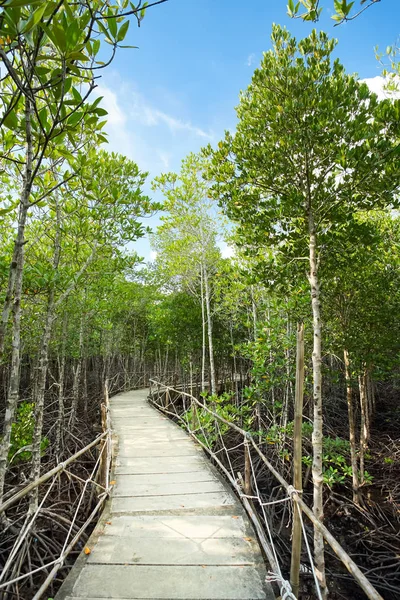 Environment conservation Mangrove forest in Trad province, Thailand.