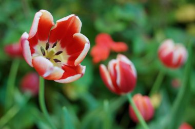 Botanik bahçe içinde güzel kırmızı lale.