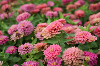 Pembe zinnia çiçeği flowerbed kadar kapalı.