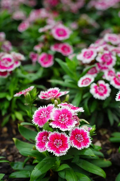 Dianthus barbatus or Sweet William Flower in the garden. — Stock Photo, Image