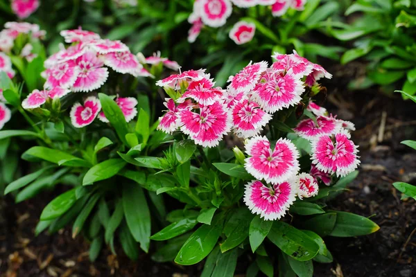 Dianthus barbatus vagy édes William virág a kertben. — Stock Fotó