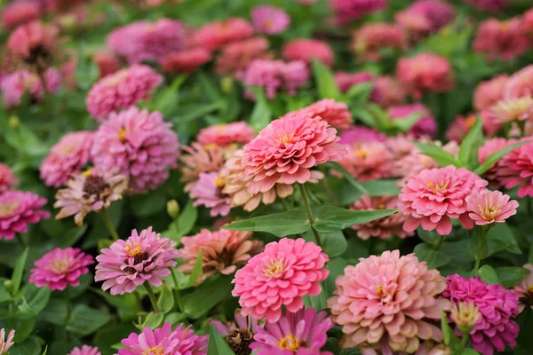 Pembe zinnia çiçeği flowerbed kadar kapalı.
