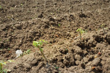 Nakhon Sawan eyaletinde manyok ekimi, Tayland.