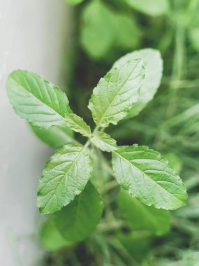 Tayland kutsal fesleğen, sağlıklı gıda kapalı.