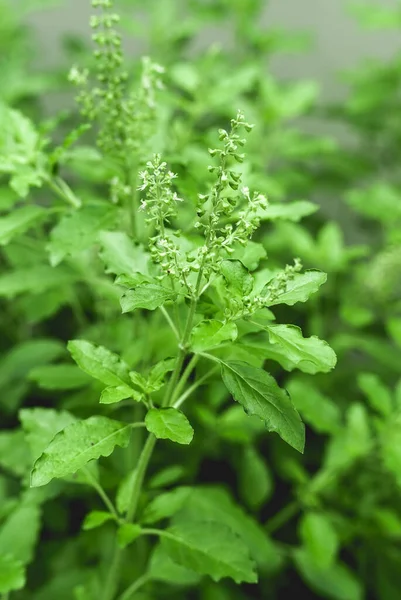 Fechado Verde Fresco Santo Manjericão Comida Saudável Imagem De Stock