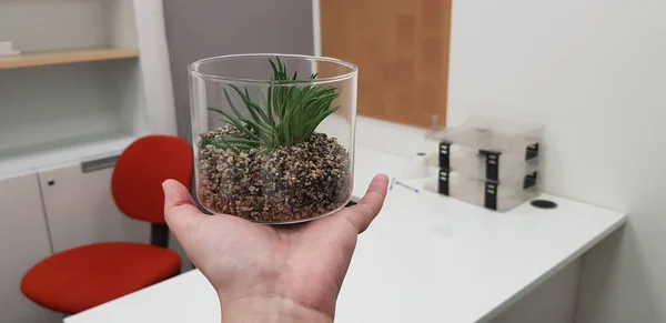 small green office plant in transparent plastic can on human hand at empty office room on background