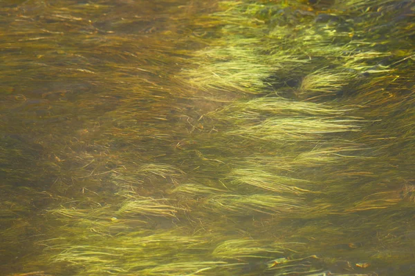 Vegetación Del Desierto Atacama Chile Hierba Verde Agua Valle Del — Foto de Stock