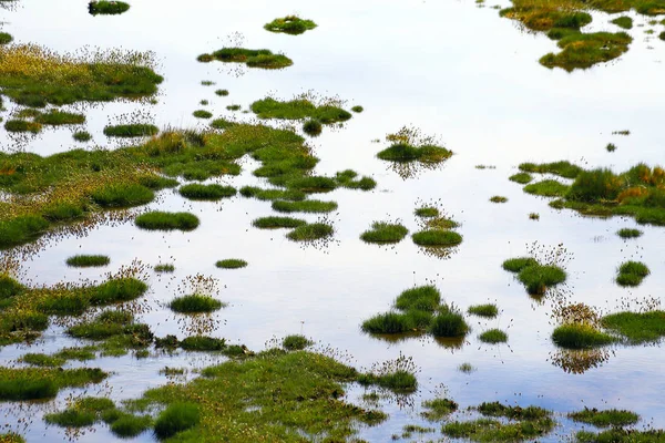 Detalle Los Estanques Del Valle Del Río Putana Las Tierras — Foto de Stock