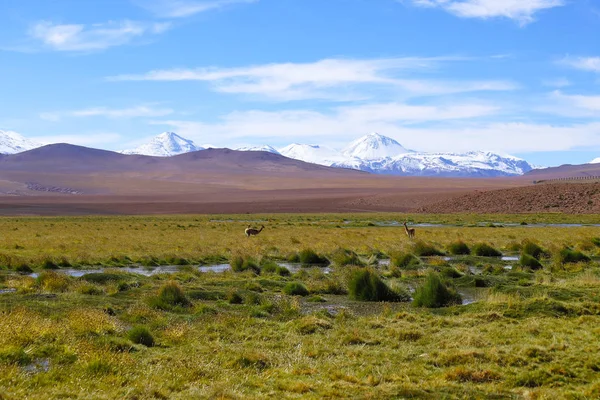 Una Vicuña Paisaje Del Norte Chile Con Los Andes Volcanes — Foto de Stock