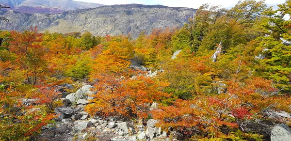 Typowy Krajobraz Patagonii Kolory Jesieni Pozostawia Chalten Patagonia Argentyna — Zdjęcie stockowe