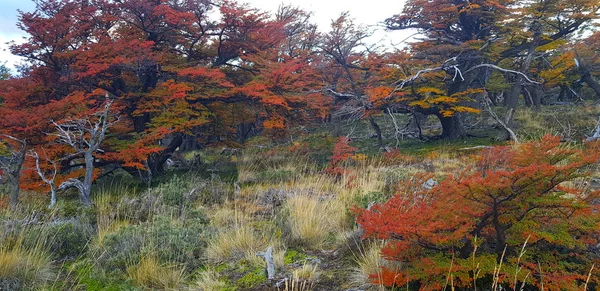 Патагонийские Осенние Цвета Деревья Осенними Цветами Лагуна Капри Аргентина — стоковое фото