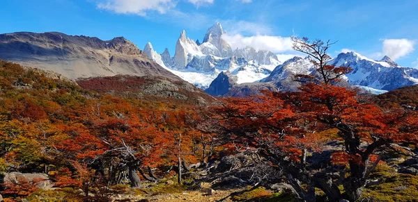 Arbres Aux Couleurs Automnales Mont Fitz Roy Patagonie Argentine — Photo