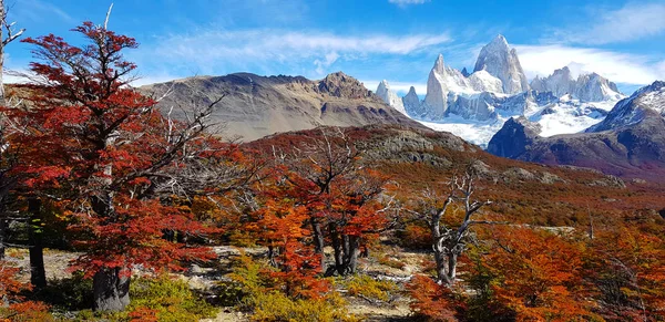 Trees Autumn Colors Mount Fitz Roy Patagonia Argentina Royalty Free Stock Images