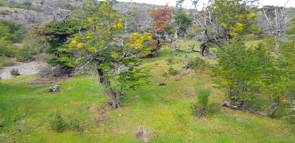 Patagonské Stromy Podzimní Barvy Patagonie Torres Del Paine Chile — Stock fotografie