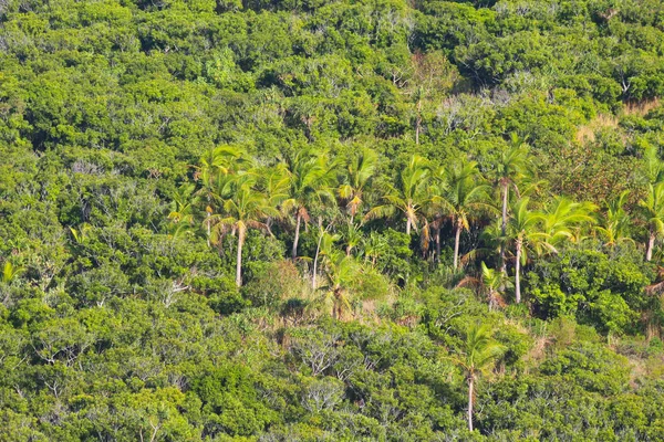 Palmeiras Coco Outra Vegetação Longo Das Encostas Ilha Monu Ilhas — Fotografia de Stock