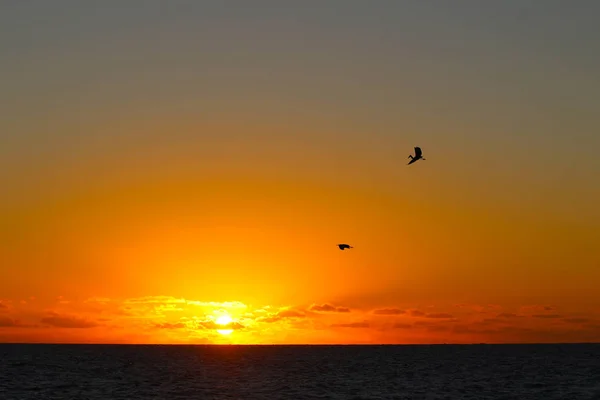 Silhouette of two birds at sunset, Kuata Island, Yasawa Islands, Fiji