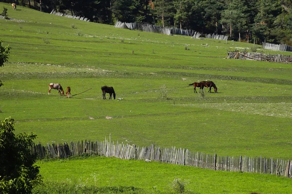 在佐治亚州斯瓦内蒂的大高加索山脉之间放牧的马 — 图库照片