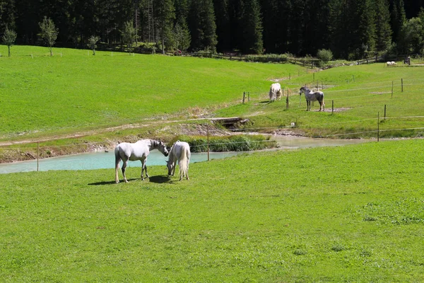 Pâturage Chevaux Dans Vallée Fiscalina Val Fiscalina Dolomites Italie — Photo