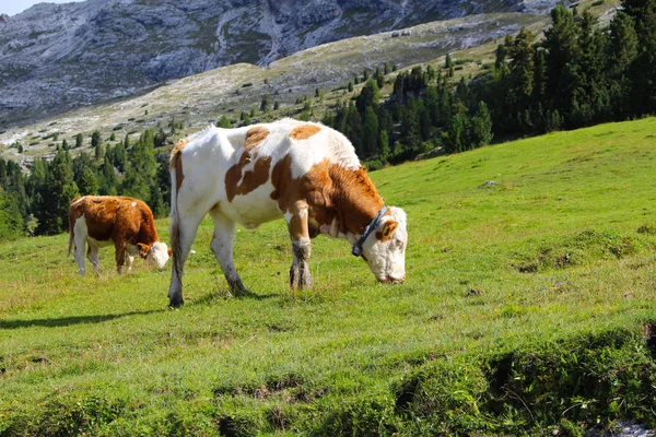 이탈리아 Dolomites의 초원에 — 스톡 사진