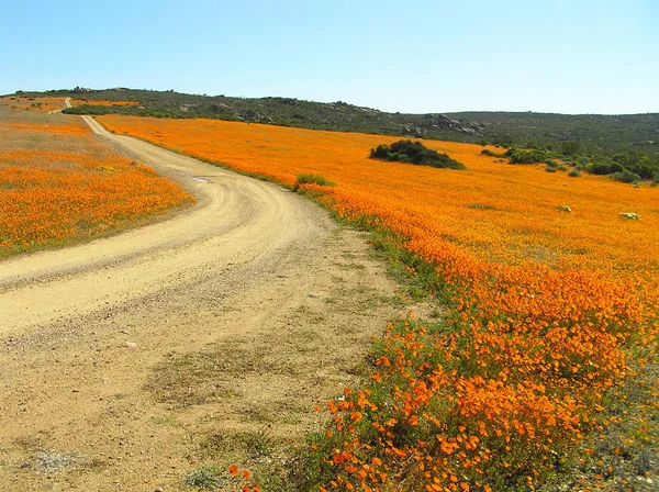 Flowering desert: Flowers in the Namaqualand desert in South Africa