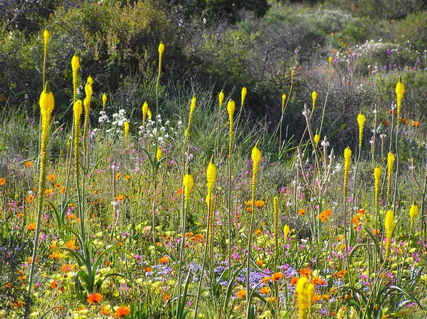 Flowering desert: Flowers in the Namaqualand desert in South Africa