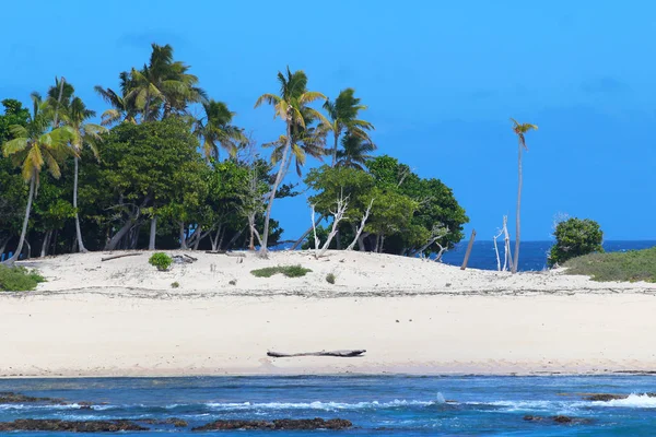 Φοίνικες Και Παραλία Των Νήσων Ιερή Νησιά Μαμανούκα Φίτζι — Φωτογραφία Αρχείου