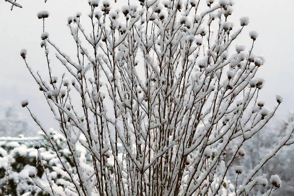 Ramas Árboles Cubiertos Nieve Las Colinas Toscanas Después Una Nevada —  Fotos de Stock