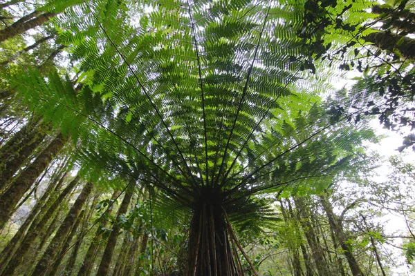 Samambaias Outras Vegetações Milford Sound Nova Zelândia — Fotografia de Stock