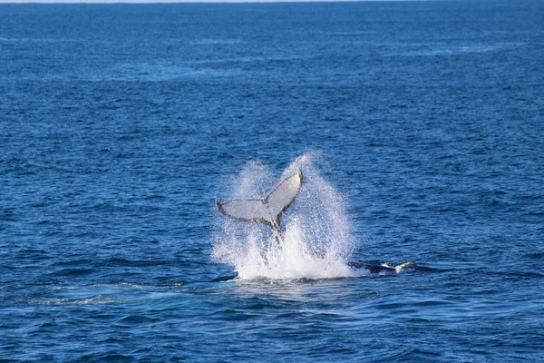 Whale, Doubtful Sound, Fiordland National Park, South Island, New Zealand. Animals of New Zealand
