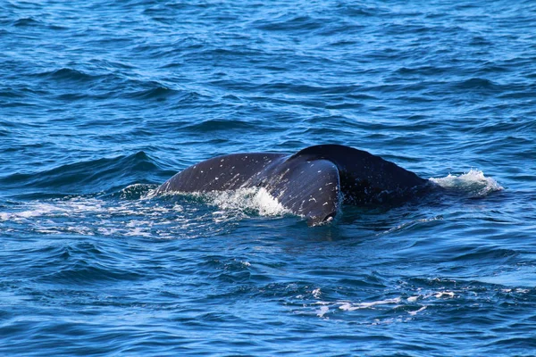 Whale Doubtful Sound Fiordland National Park South Island New Zealand — Stock Photo, Image