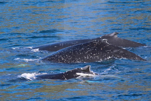 Baleines Doubtful Sound Fiordland National Park South Island Nouvelle Zélande — Photo