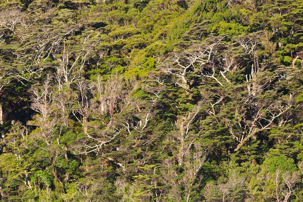 Βλάστηση Της Νέας Ζηλανδίας Βλάστηση Κατά Μήκος Αμφίβολο Ήχο Fiordland — Φωτογραφία Αρχείου