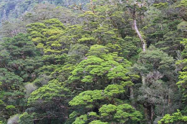 Vegetace Nového Zélandu Vegetace Podél Pochybné Sound Fiordland National Park — Stock fotografie