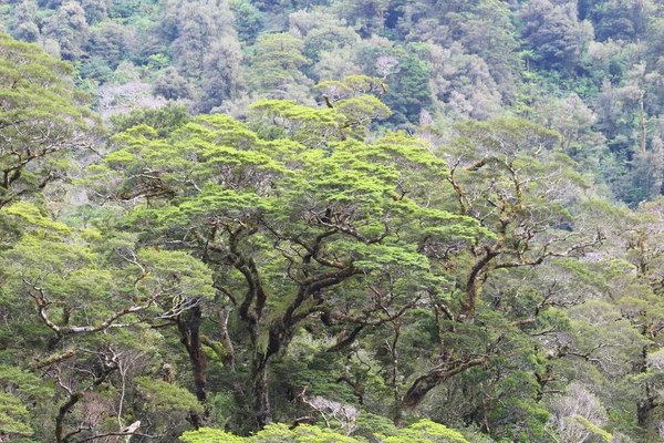 Roślinność Nowej Zelandii Roślinności Wzdłuż Doubtful Sound Park Narodowy Fiordland — Zdjęcie stockowe