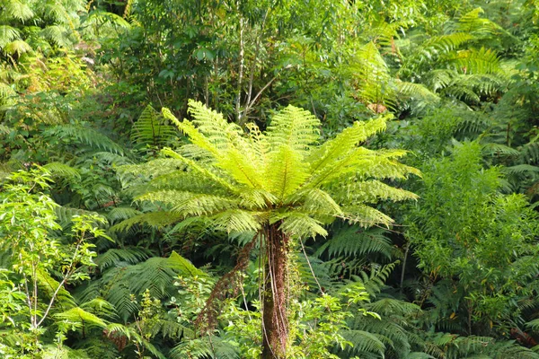 新西兰的植被 新西兰南岛峡湾国家公园令人怀疑的声音沿线的植被 — 图库照片