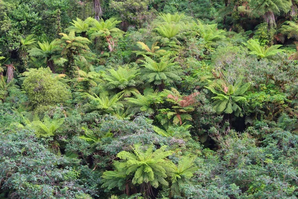 Vegetace Nového Zélandu Vegetace Podél Pochybné Sound Fiordland National Park — Stock fotografie