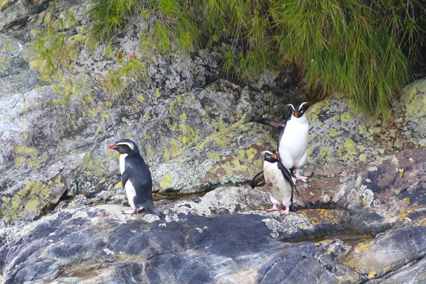 フィヨルドランド ペンギン Eudyptes Pachyrhynchus ダウトフル サウンド フィヨルドランド国立公園 ニュージーランド 南の島 ニュージーランドの動物 — ストック写真