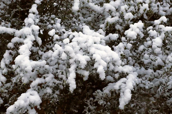 Rami Alberi Ricoperti Neve Sulle Colline Toscane Dopo Una Nevicata — Foto Stock