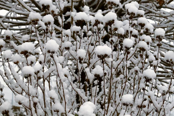 Fiori Neve Dopo Una Nevicata Invernale Chianti Toscana Italia — Foto Stock